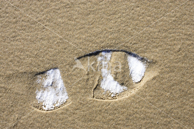 Nationaal Park Duinen van Texel