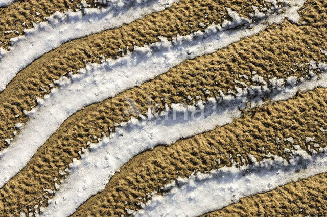 Nationaal Park Duinen van Texel