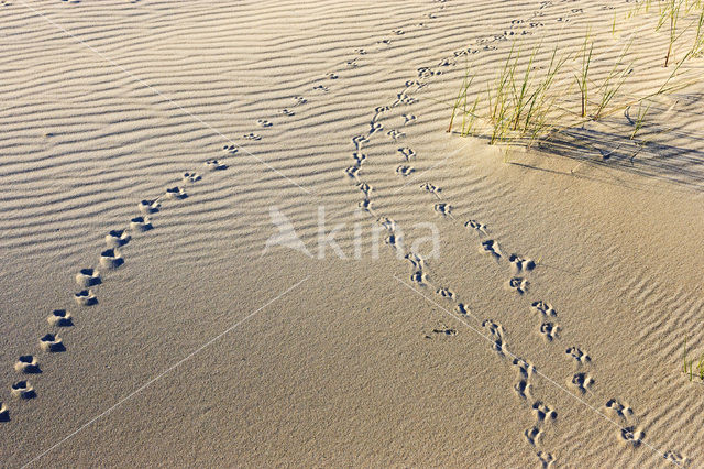 Nationaal Park Duinen van Texel