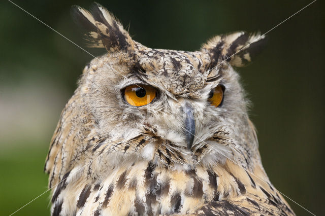 Oehoe (Bubo bubo)