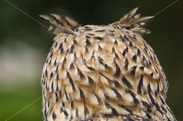 Oehoe (Bubo bubo)