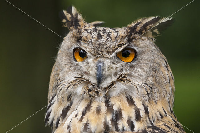 Oehoe (Bubo bubo)