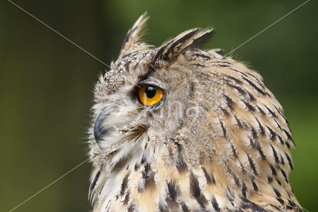 Oehoe (Bubo bubo)