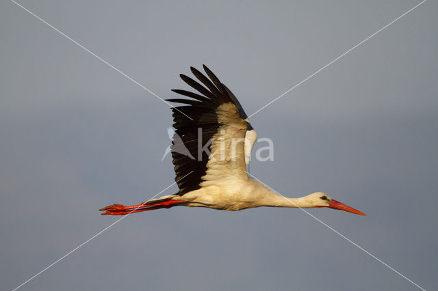 Ooievaar (Ciconia ciconia)