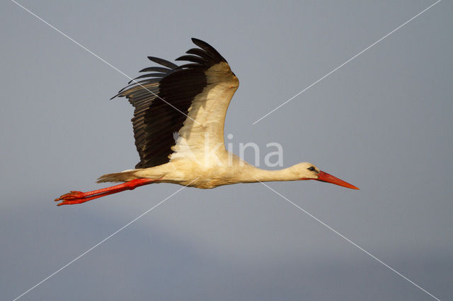 Ooievaar (Ciconia ciconia)