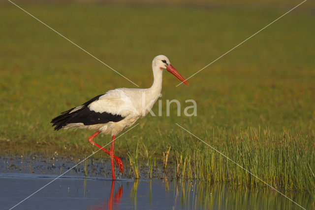 Ooievaar (Ciconia ciconia)