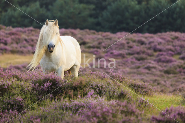 Paard (Equus spp)