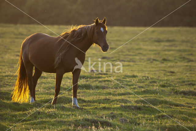 Paard (Equus spp)