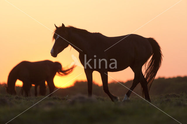 Paard (Equus spp)