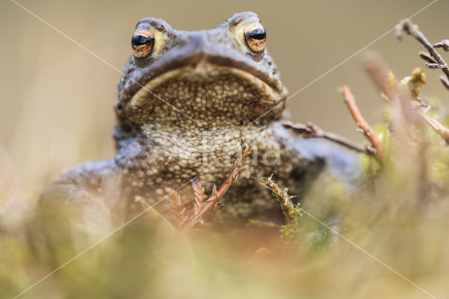 Toad (Bufo margaritifera)