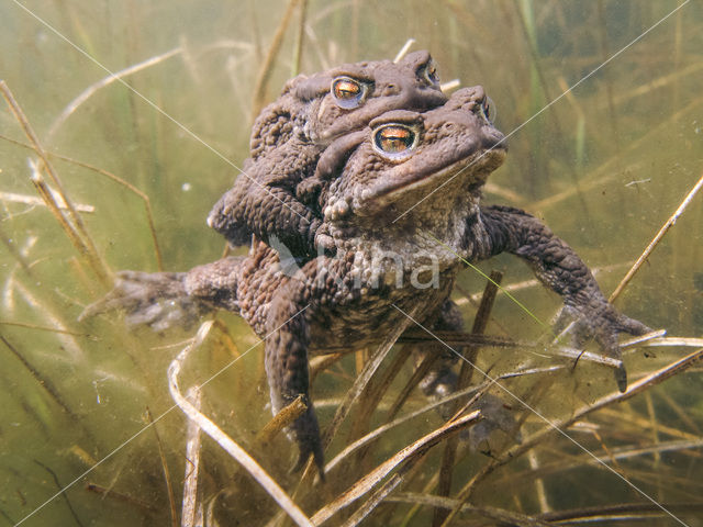 Pad (Bufo margaritifera)