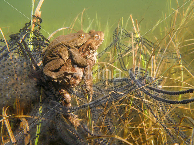 Pad (Bufo margaritifera)