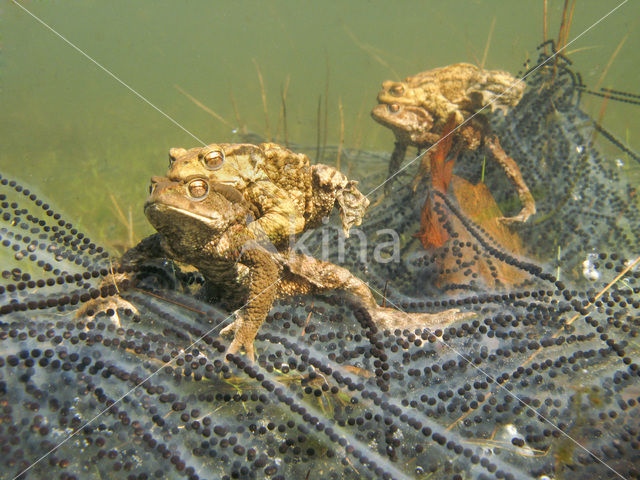 Pad (Bufo margaritifera)