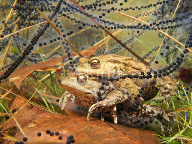 Pad (Bufo margaritifera)