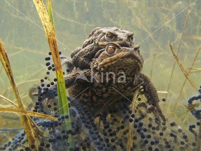 Pad (Bufo margaritifera)