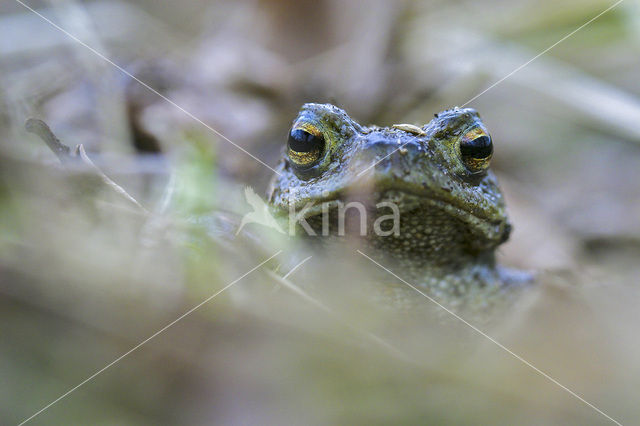 Pad (Bufo sp.)