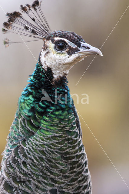 Pauw (Pavo cristatus)