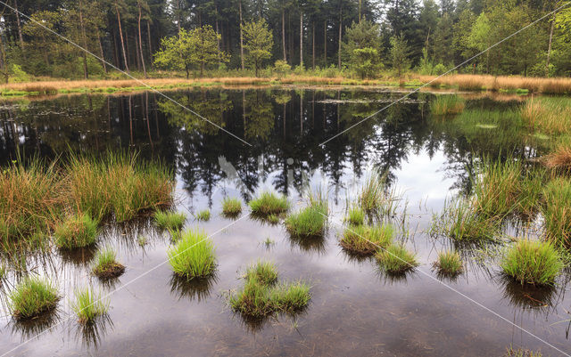 Pijpestrootje (Molinia caerulea)