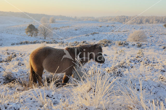 Pony (Equus spp)