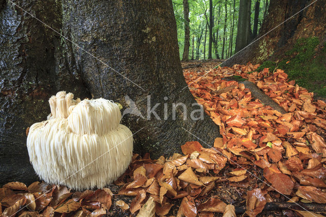 Pruikzwam (Hericium erinaceus)