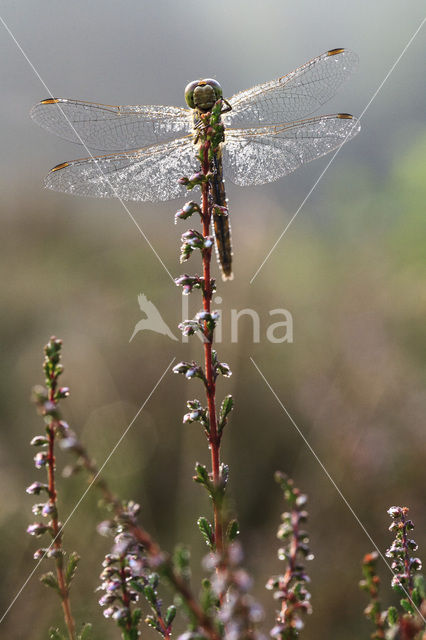 Purperlibel (Trithemis aurora)