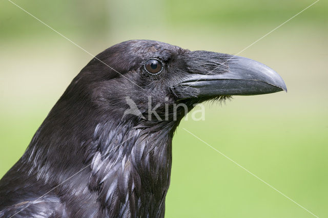 Raaf (Corvus corax)