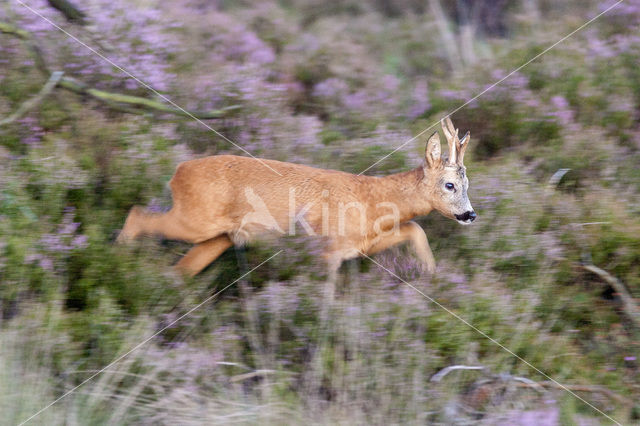 Ree (Capreolus capreolus)