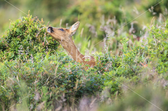 Ree (Capreolus capreolus)