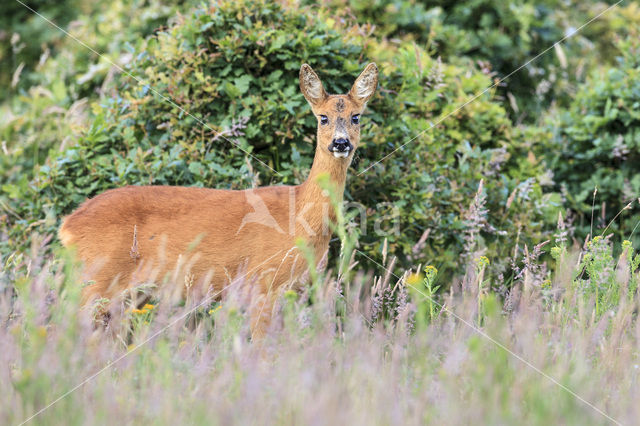 Ree (Capreolus capreolus)