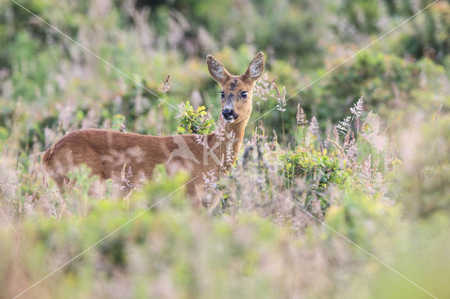 Ree (Capreolus capreolus)