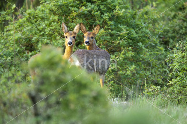 Ree (Capreolus capreolus)