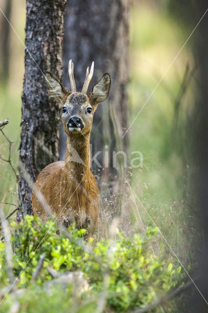 Ree (Capreolus capreolus)