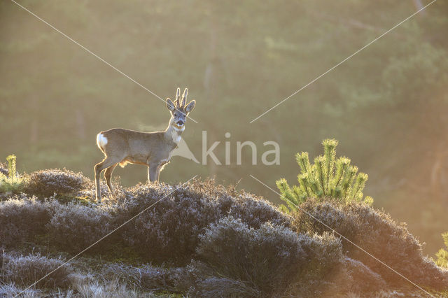 Roe Deer (Capreolus capreolus)