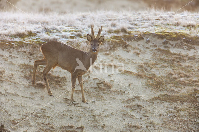 Ree (Capreolus capreolus)