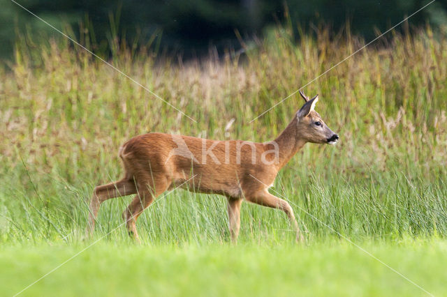 Ree (Capreolus capreolus)