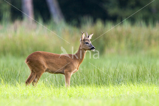 Ree (Capreolus capreolus)