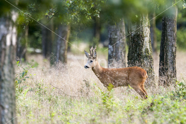 Ree (Capreolus capreolus)