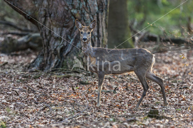 Ree (Capreolus capreolus)