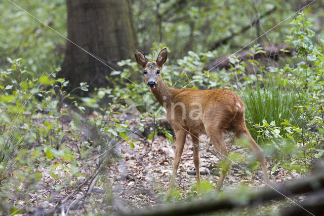 Ree (Capreolus capreolus)