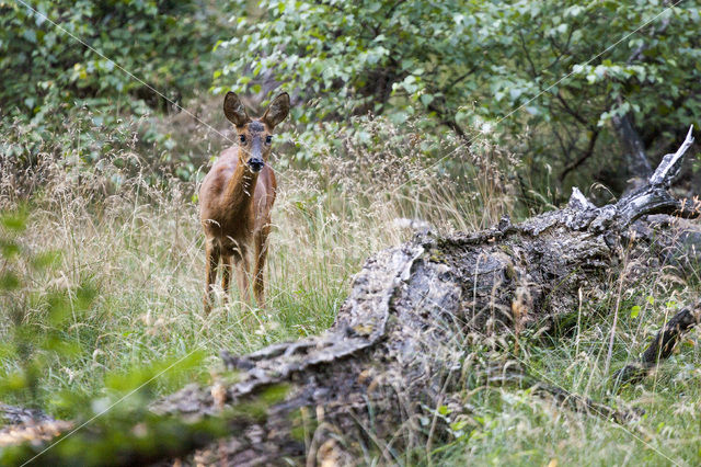 Ree (Capreolus capreolus)