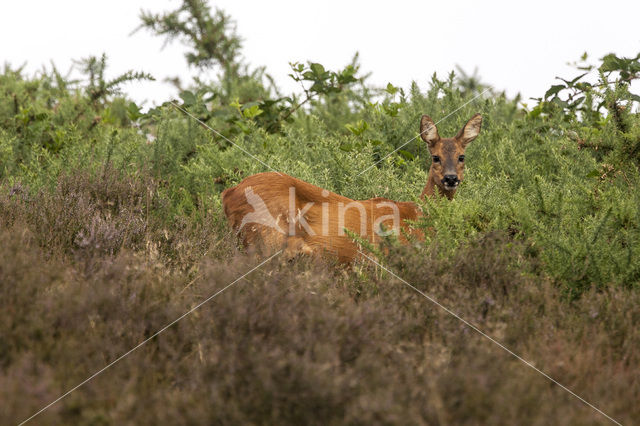 Ree (Capreolus capreolus)