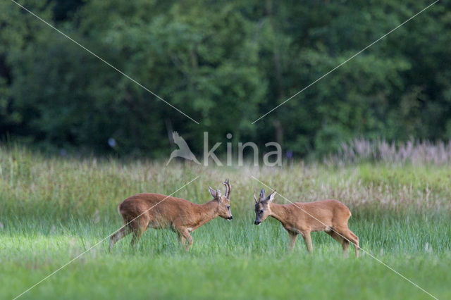 Ree (Capreolus capreolus)