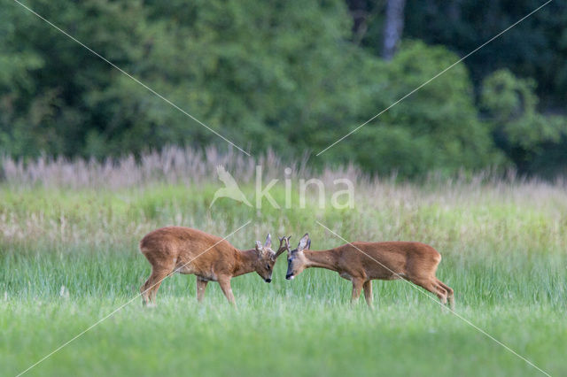 Ree (Capreolus capreolus)