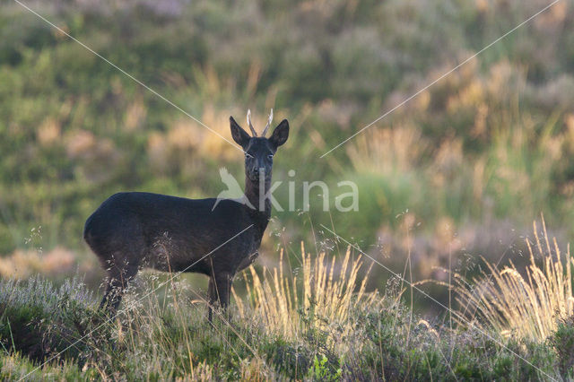 Ree (Capreolus capreolus)