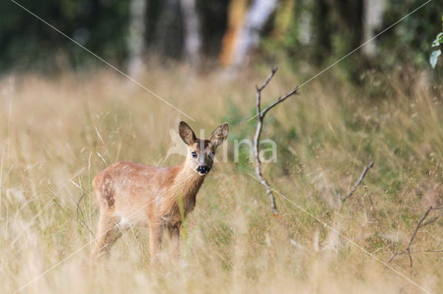 Ree (Capreolus capreolus)