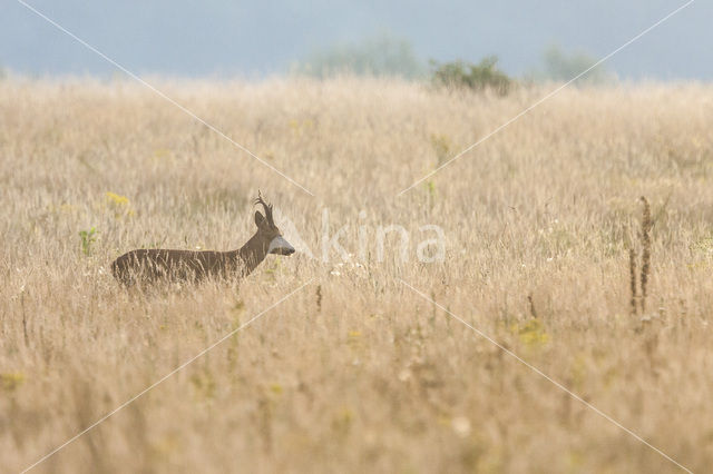 Ree (Capreolus capreolus)