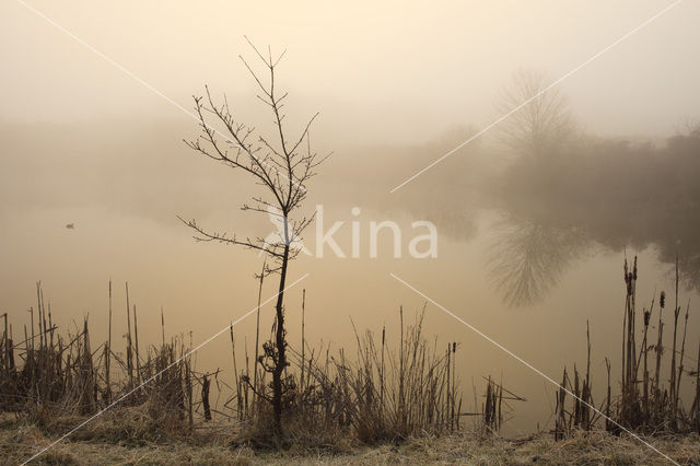 Riet (Phragmites australis)