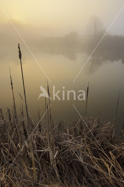 Riet (Phragmites australis)