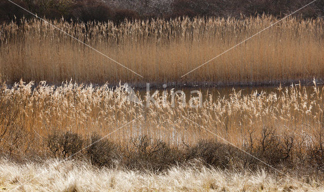 Riet (Phragmites australis)