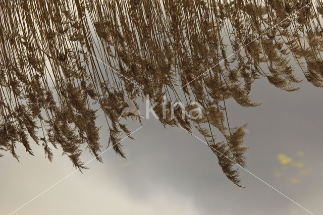 Riet (Phragmites australis)